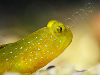 Cryptocentrus cinctus S