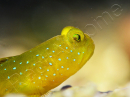 Cryptocentrus cinctus S