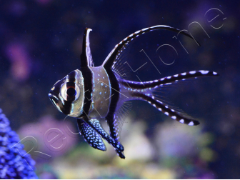 Pterapogon kauderni 