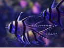 Pterapogon kauderni 