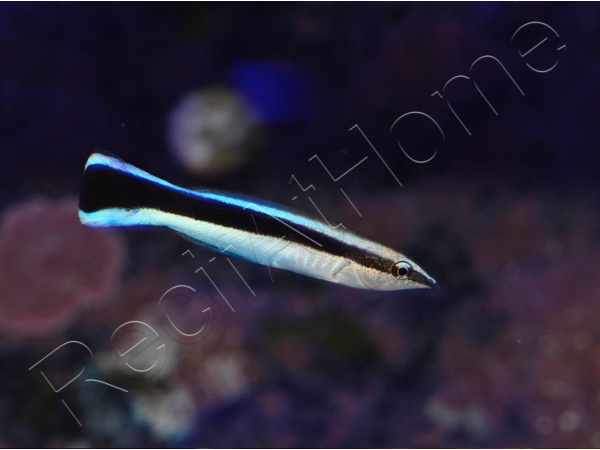 Labroides dimidiatus M