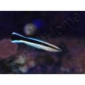 Labroides dimidiatus M