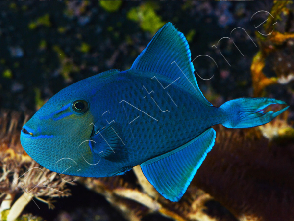 Odonus niger