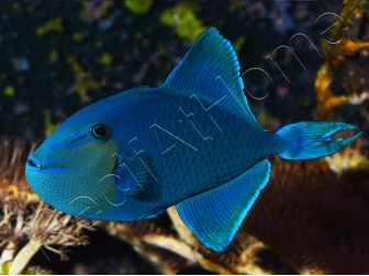 Odonus niger
