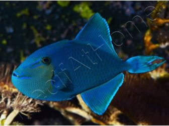 Odonus niger
