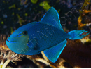 Odonus niger