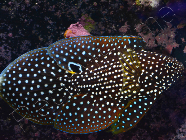 Calloplesiops altivellis
