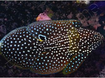 Calloplesiops altivellis