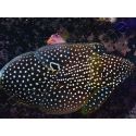Calloplesiops altivellis
