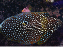 Calloplesiops altivellis