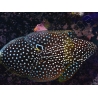 Calloplesiops altivellis