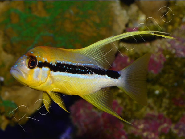 Symphorichthys spilurus 6cm Elevage biota
