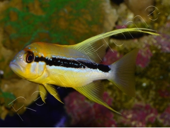 Symphorichthys spilurus 6cm Elevage biota