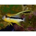 Symphorichthys spilurus 6cm Elevage biota