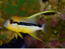 Symphorichthys spilurus 6cm Elevage biota