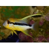 Symphorichthys spilurus 6cm Elevage biota
