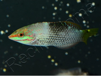 Halichoeres hortulanus
