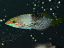Halichoeres hortulanus