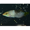 Halichoeres hortulanus