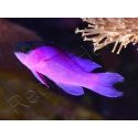 Gramma melacara