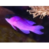 Gramma melacara