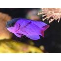 Gramma melacara