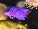 Gramma melacara