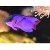 Gramma melacara