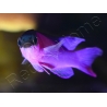Gramma melacara