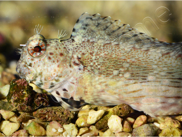 Salarias fasciatus S