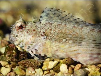 Salarias fasciatus S