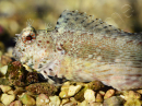 Salarias fasciatus S
