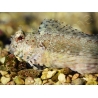Salarias fasciatus S