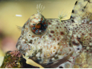 Salarias fasciatus S