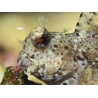 Salarias fasciatus S