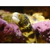 Echidna nebulosa S