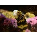 Echidna nebulosa S
