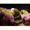 Echidna nebulosa S
