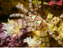 Lybia tesselata