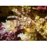 Lybia tesselata