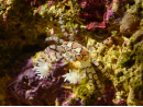 Lybia tesselata
