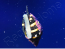Engina mendicaria