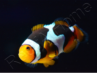 Amphiprion Onyx Picasso SM Elevage USA PROAQUATIX