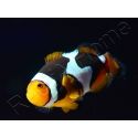 Amphiprion Onyx Picasso SM Elevage USA PROAQUATIX