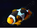 Amphiprion Onyx Picasso SM Elevage USA PROAQUATIX