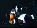 Amphiprion Prem. Black Snow Elevage USA PROAQUATIX