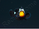 Amphiprion Prem. Black Snow Elevage USA PROAQUATIX