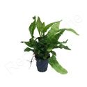 Microsorium pteropus mini  plante eau douce