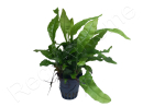 Microsorium pteropus mini  plante eau douce