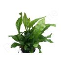 Microsorium pteropus mini  plante eau douce